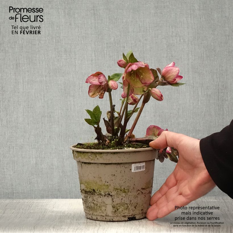 Example of Hellébore HGC Ice n' Roses Macy Marble Pot de 2L/3L as you get in hiver