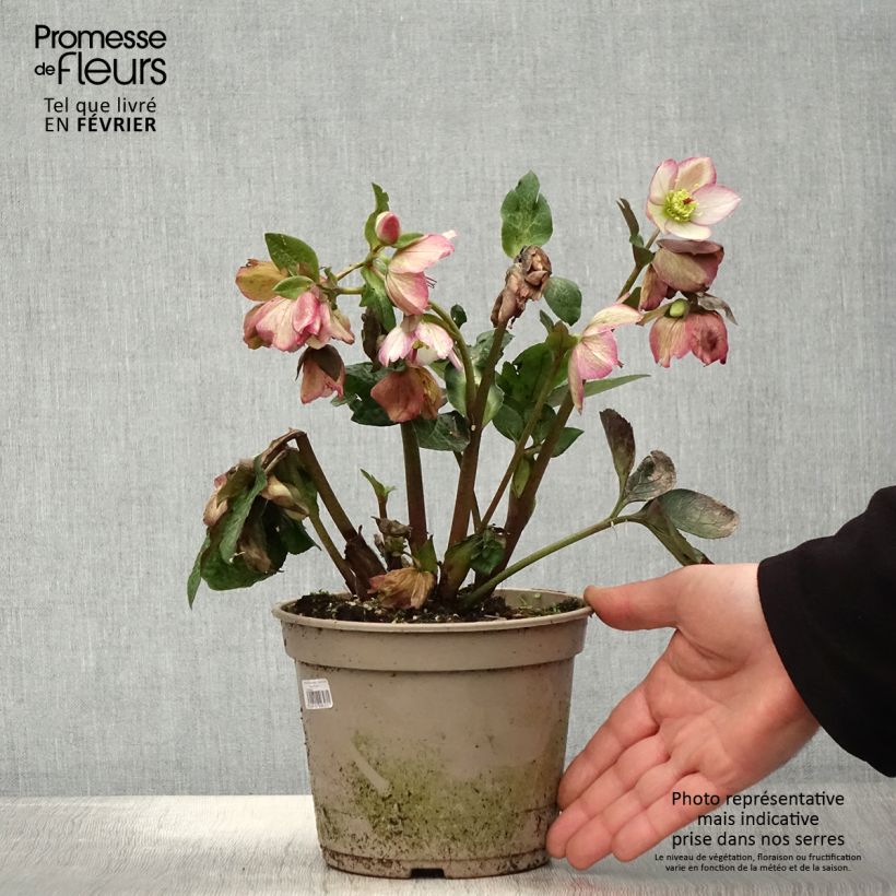 Example of Hellébore HGC Ice n' Roses Maddy Marble Pot de 2L/3L as you get in hiver