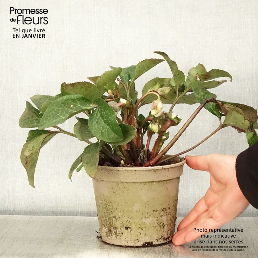 Example of Hellébore HGC Ice n' Roses Mary Marble Pot de 2L/3L as you get in hiver
