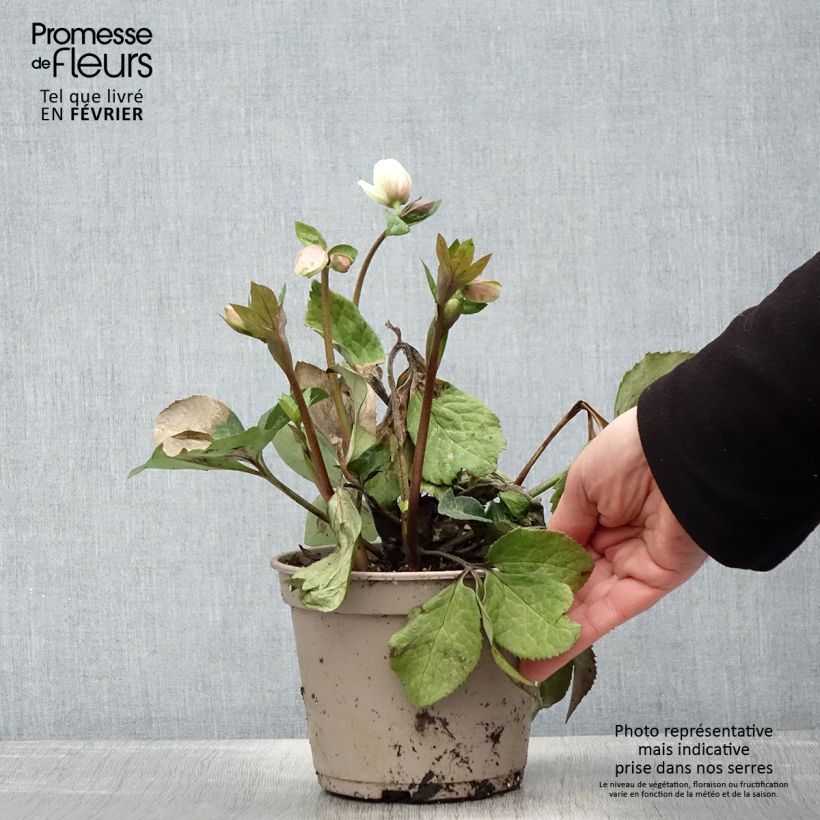 Example of Hellébore HGC Ice n' Roses Mia Marble Pot de 2L/3L as you get in hiver