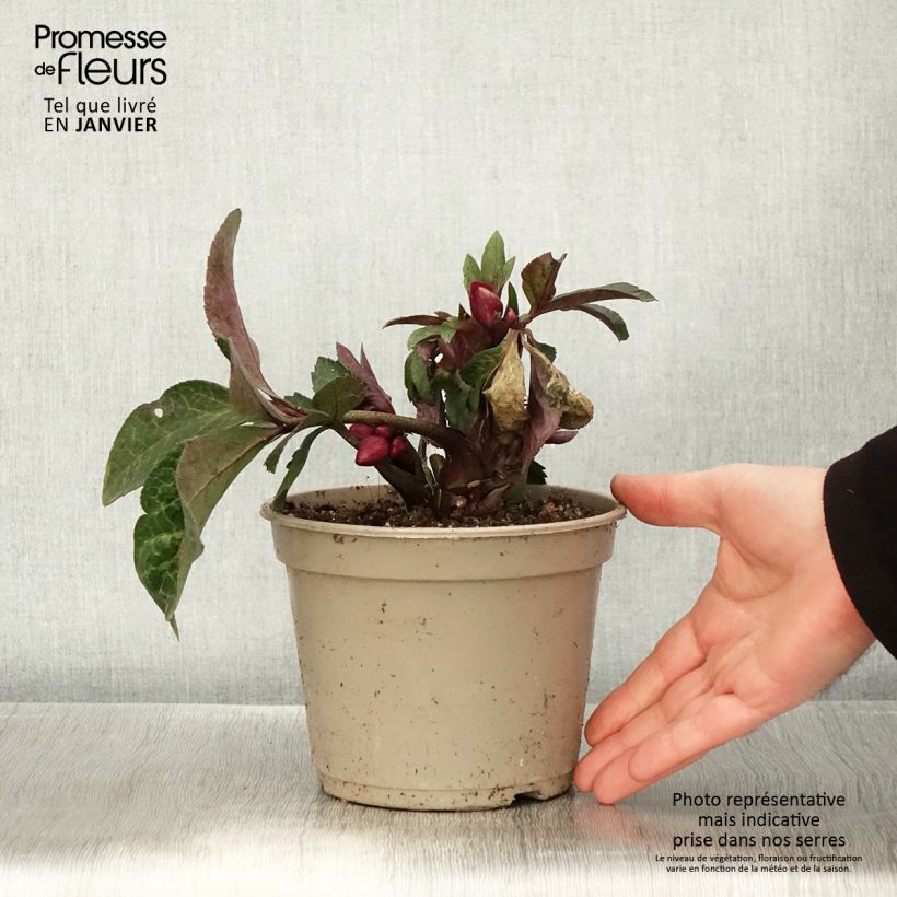 Example of Hellébore HGC Ice n' Roses Mona Marble Pot de 2L/3L as you get in hiver