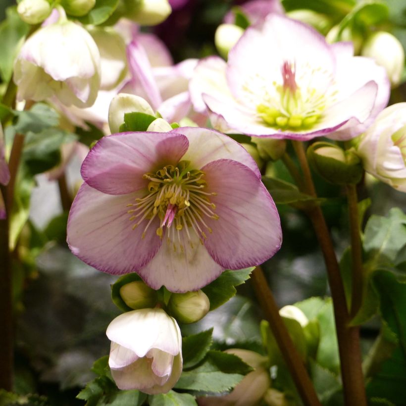 Hellébore Ice'n'Roses Picotee (Flowering)
