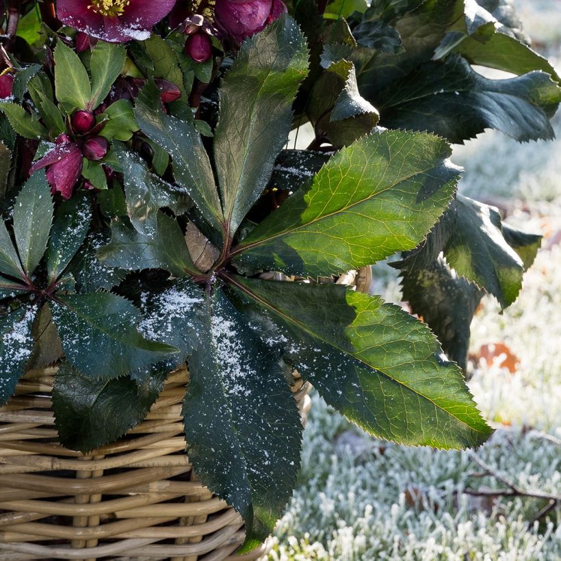 Hellébore Ice n' Roses Red  (Foliage)