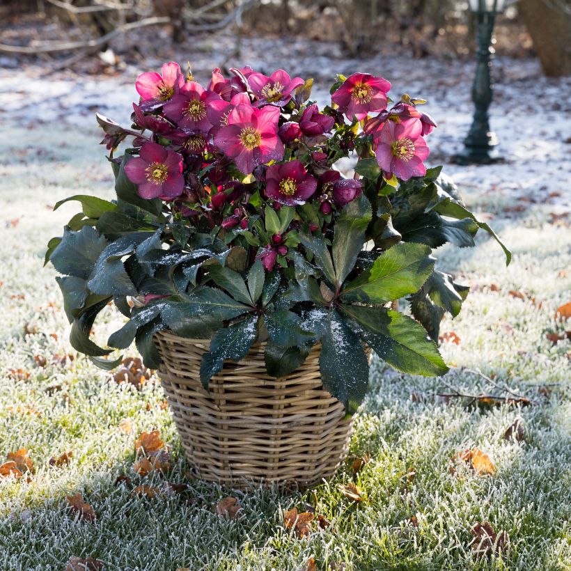 Hellébore Ice n' Roses Red  (Plant habit)