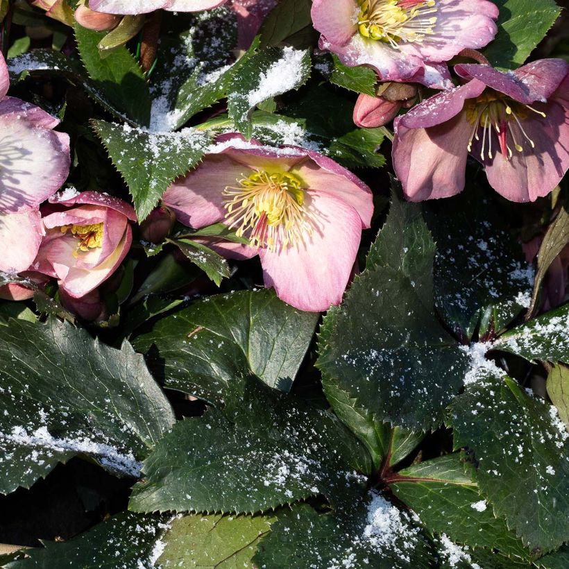 Hellébore Ice n' Roses Rosetta (Foliage)