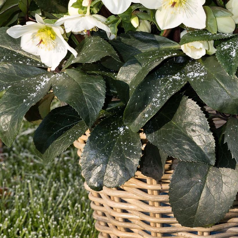 Hellébore Ice n'Roses White (Foliage)