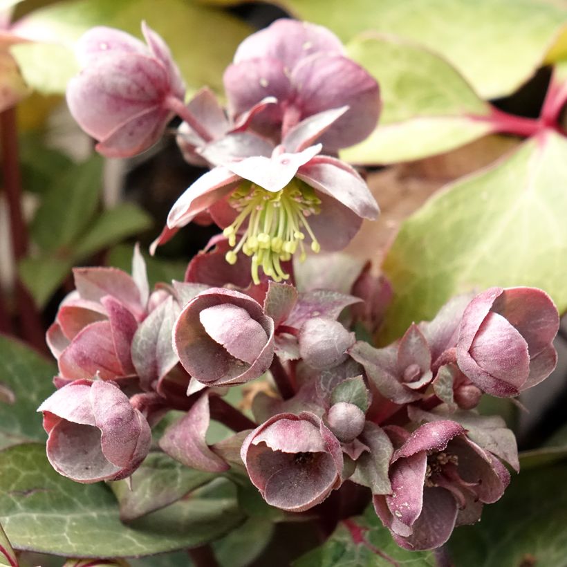 Hellebore lividus (Flowering)