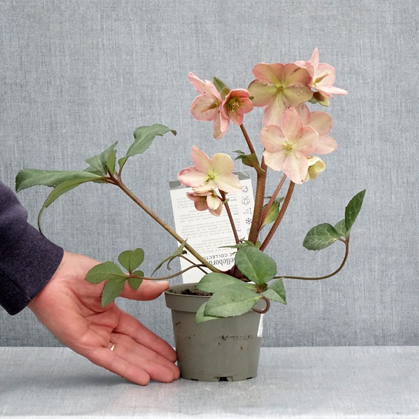 Example of Hellébore nigercors Candy Love Pot de 12 cm / 13 cm as you get in printemps