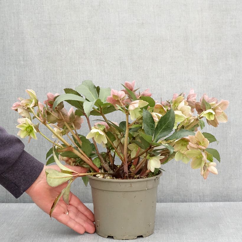 Example of Hellébore nigercors Emma Pot de 2L/3L as you get in printemps