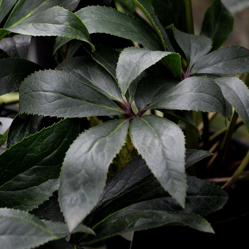 Hellebore nigercors Snow Love (Foliage)