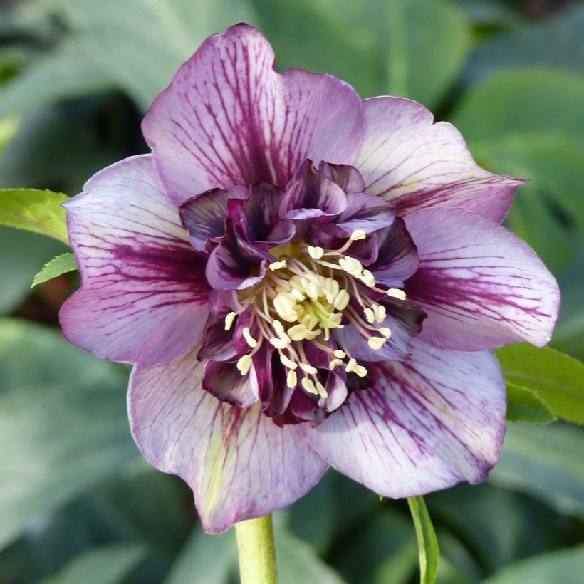 Hellébore orientale Anémone Picotee (Flowering)