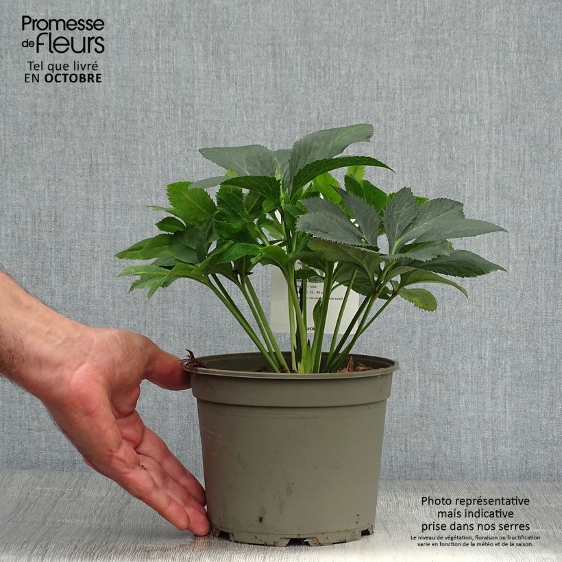 Example of Hellébore orientale Anémone Rose Pot de 2L/3L as you get in automne