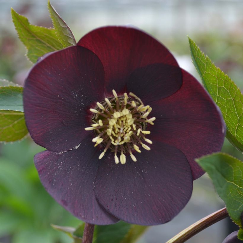 Hellébore orientale Noire (Flowering)