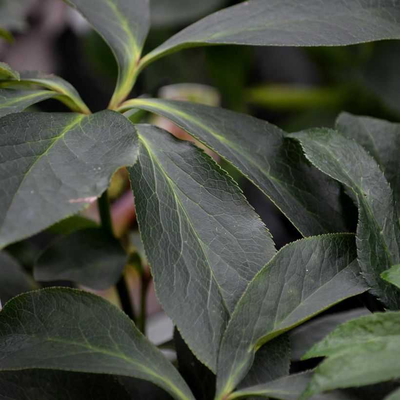 Hellébore orientale Noire (Foliage)