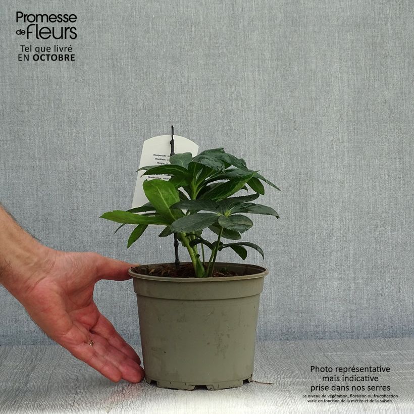 Example of Hellébore orientale Blanc guttatus Pot de 2L/3L as you get in automne