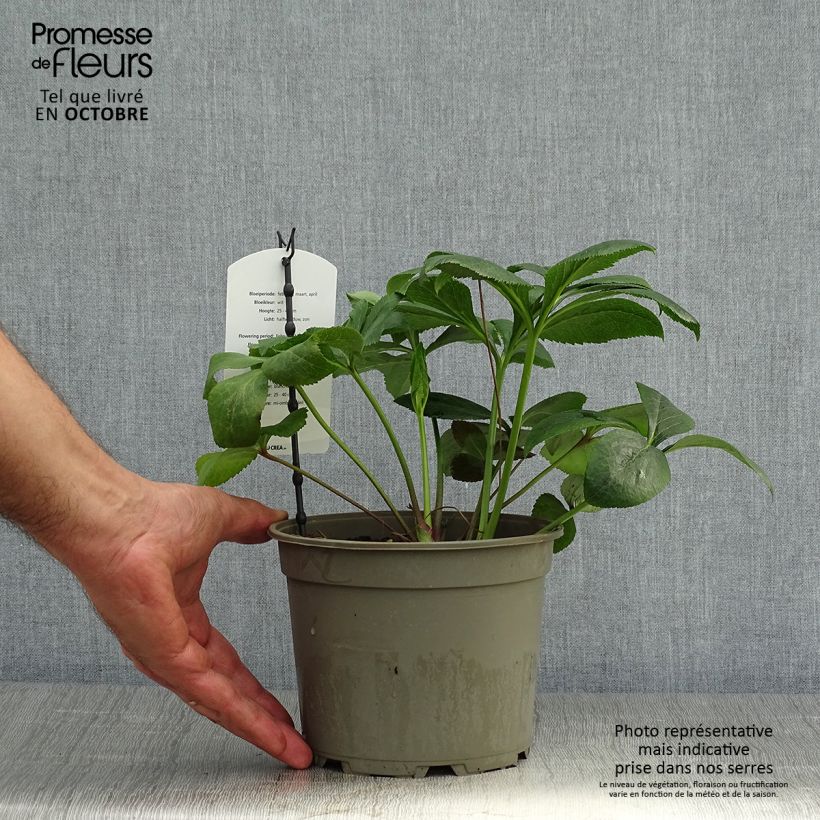 Example of Hellébore orientale Blanc Pot de 2L/3L as you get in automne