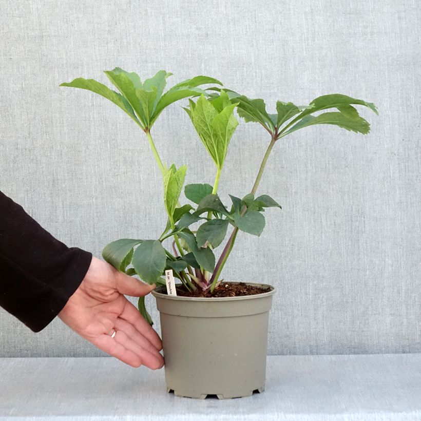 Example of Hellébore orientale Double jaune guttatus  Pot de 2L/3L as you get in printemps