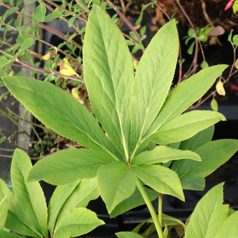 Hellébore orientale Double jaune primevère (Foliage)
