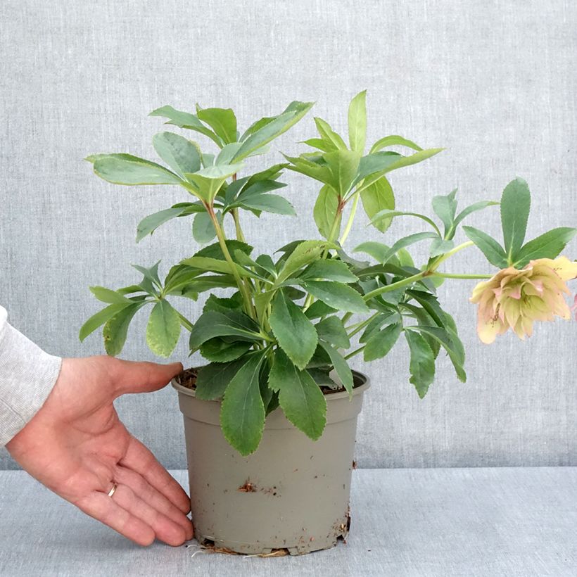 Example of Hellébore orientale Double Rose Pot de 2L/3L as you get in printemps