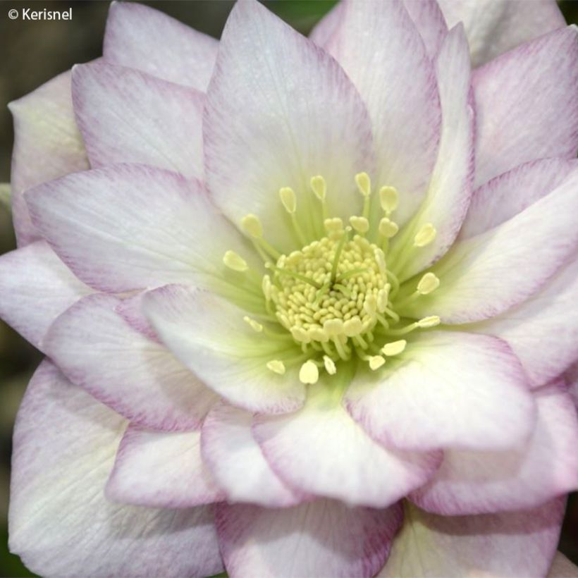Hellébore orientale Double Rose (Flowering)