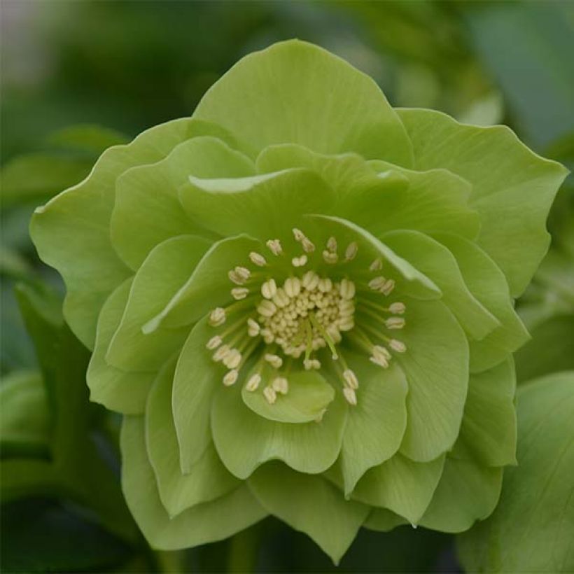 Hellébore orientale Double Vert pistache (Flowering)