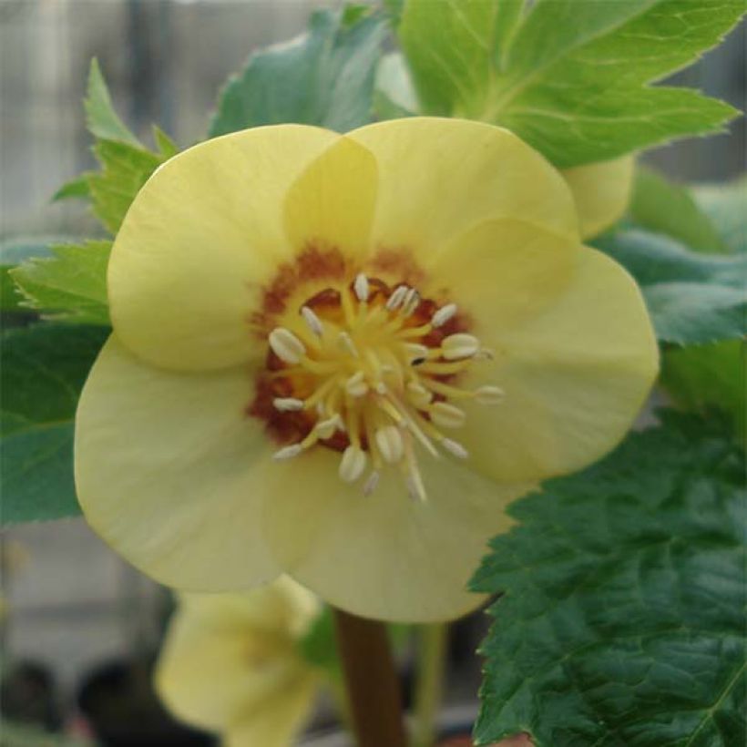 Hellébore orientale Jaune à centre rouge (Flowering)