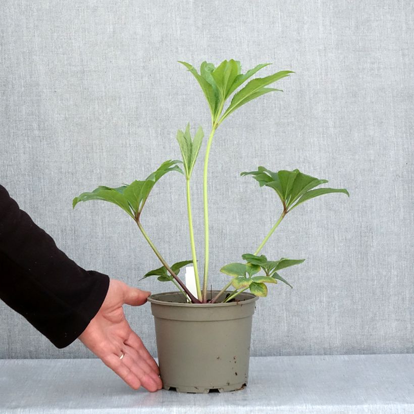 Example of Hellébore orientale Jaune Pot de 2L/3L as you get in printemps