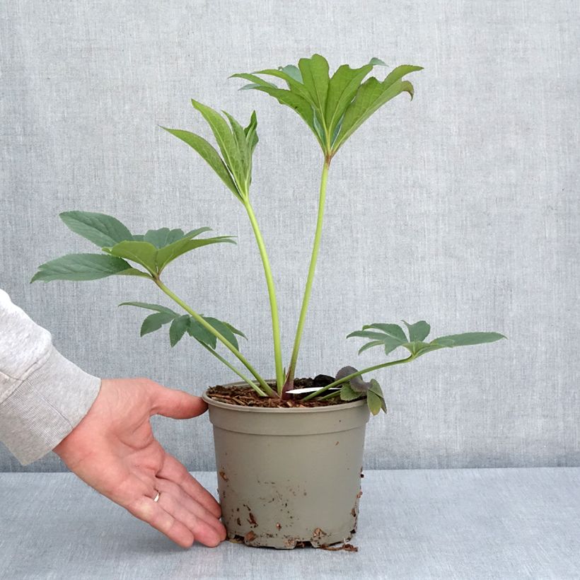 Example of Hellébore orientale Magic Abricot guttatus Pot de 2L/3L as you get in printemps