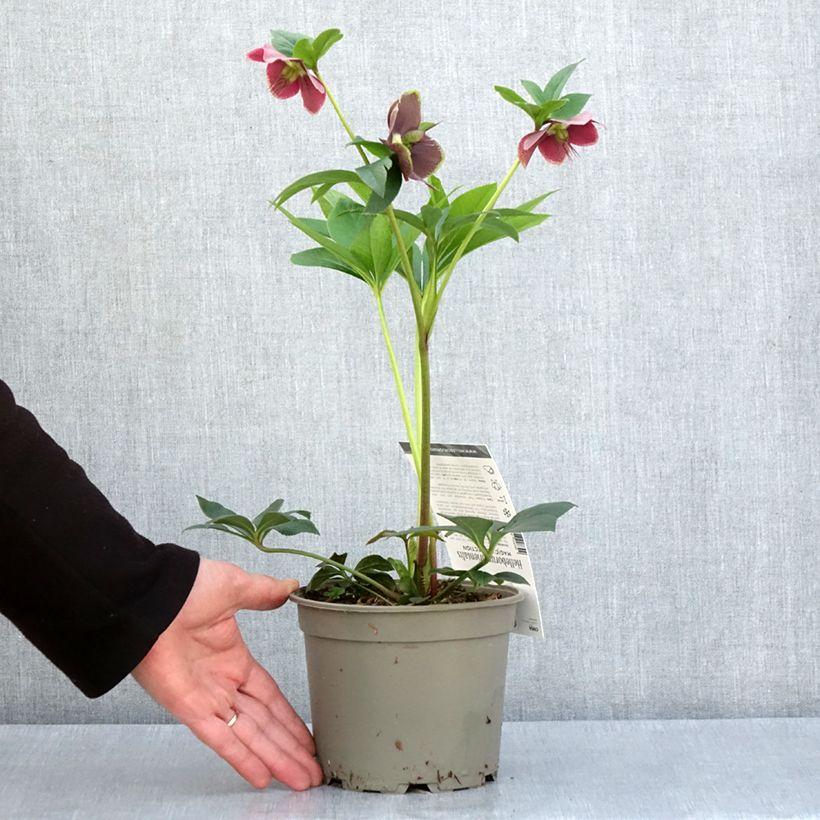 Example of Hellébore orientale Magic Aubergine liseré Pot de 2L/3L as you get in printemps
