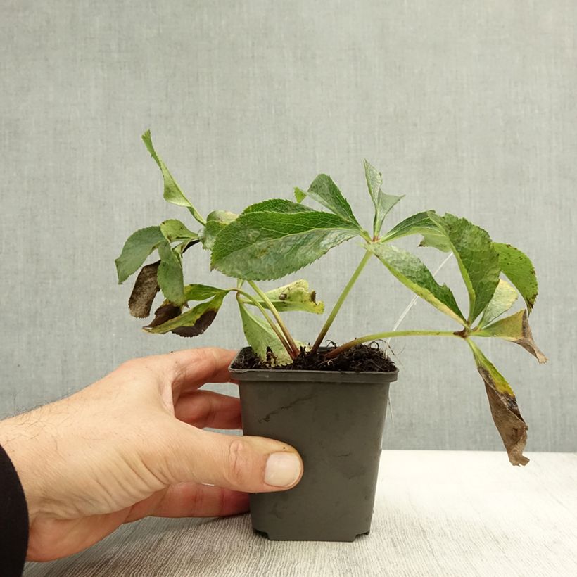 Example of Hellebore Orientale en mélange Godet de 8/9 cm as you get in automne