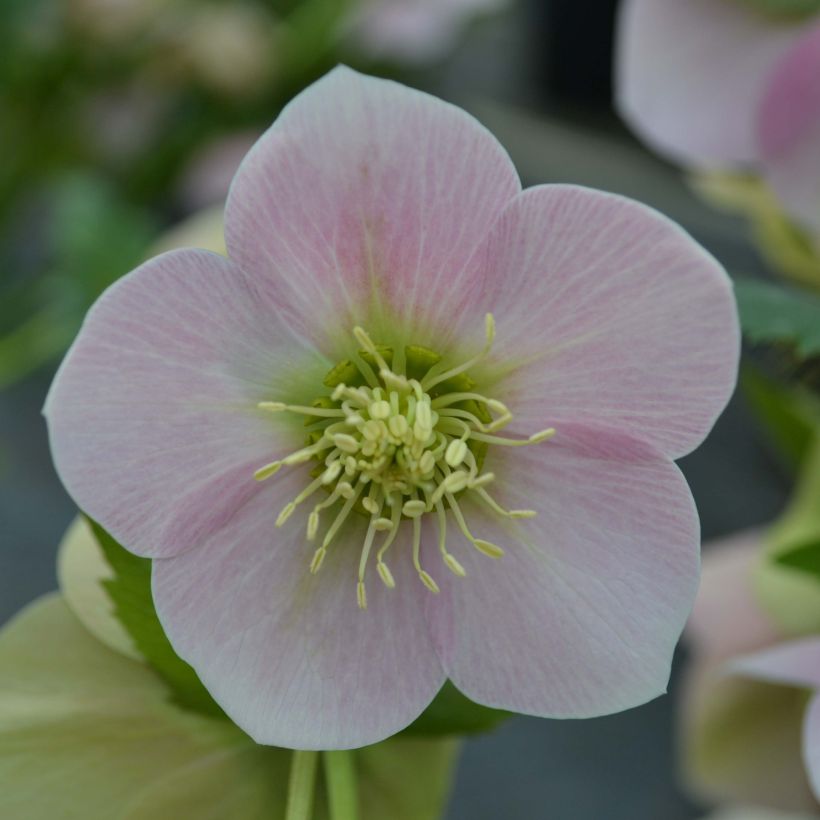 Hellébore orientale Rose (Flowering)