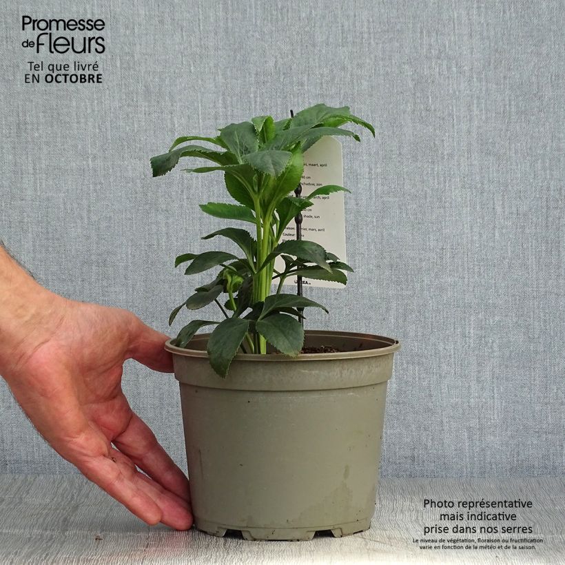 Example of Hellébore orientale Slaty Blue Pot de 2L/3L as you get in automne