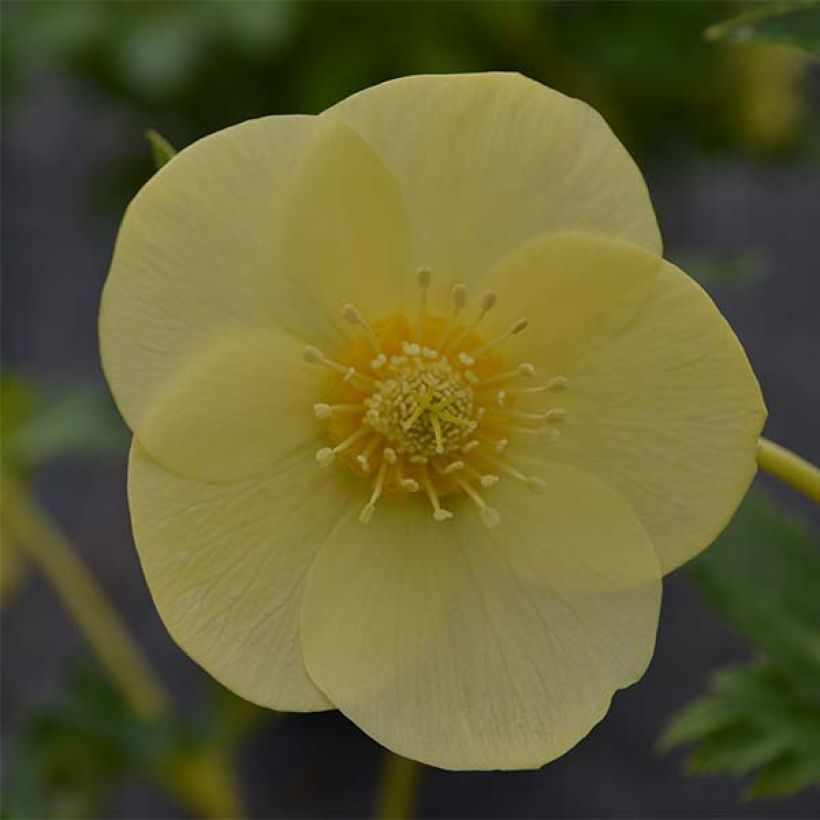 Hellébore orientale Super Yellow (Flowering)
