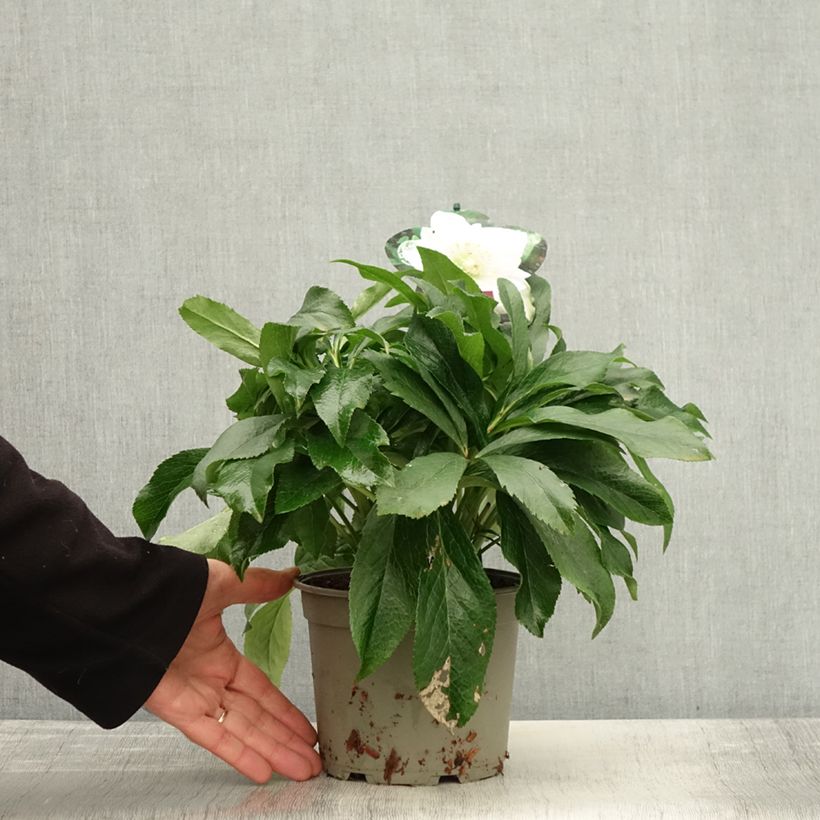 Example of Hellébore orientale ViV Amalia Pot de 2L/3L as you get in automne