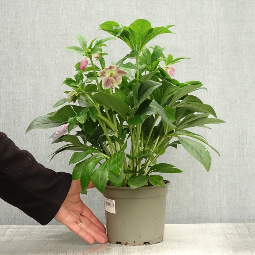 Example of Hellébore orientale ViV Batista Pot de 2L/3L as you get in automne
