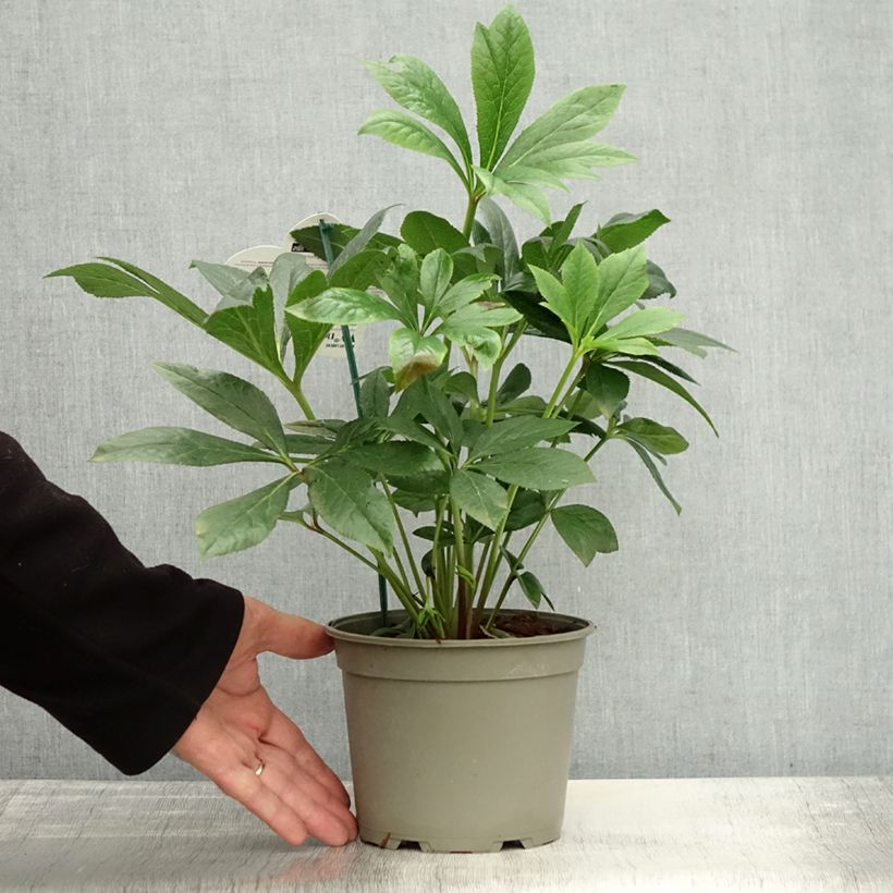 Example of Hellébore orientale ViV Eloisa Pot de 2L/3L as you get in automne