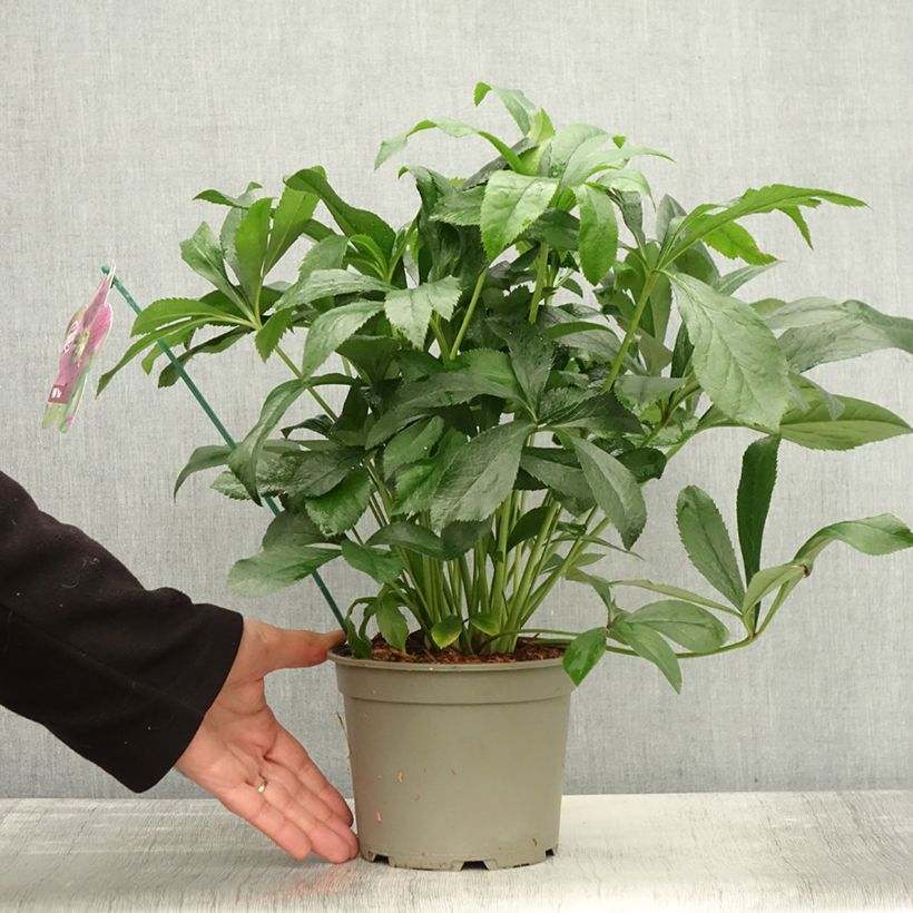 Example of Hellébore orientale ViV Elsa Pot de 2L/3L as you get in automne