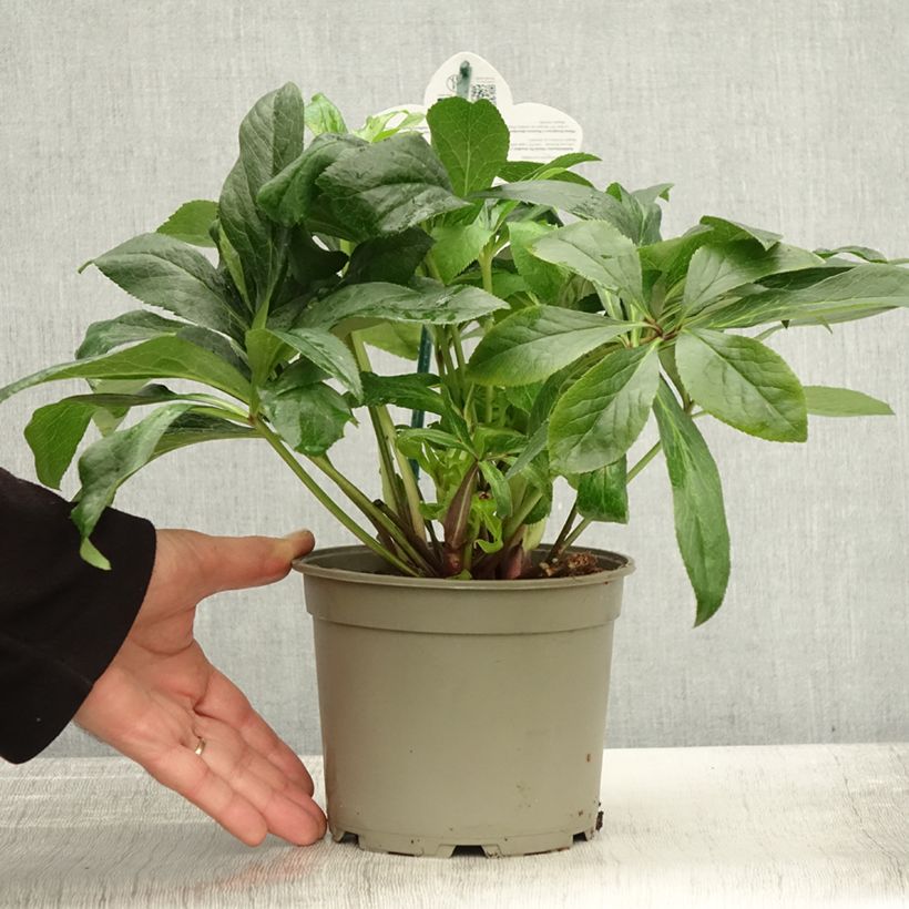 Example of Hellébore orientale ViV Maeva Pot de 2L/3L as you get in automne