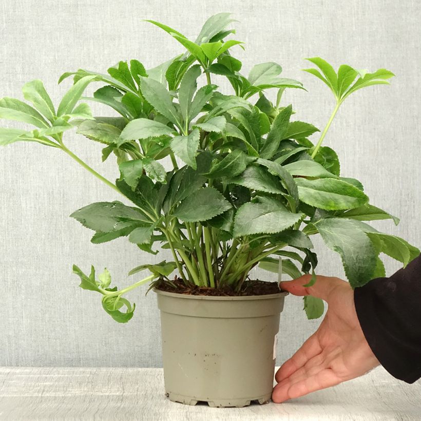 Example of Hellébore orientale ViV Milana Pot de 2L/3L as you get in automne