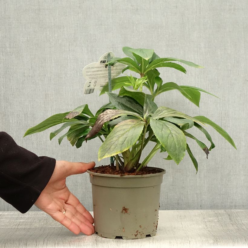 Example of Hellébore orientale ViV Serafina Pot de 2L/3L as you get in automne