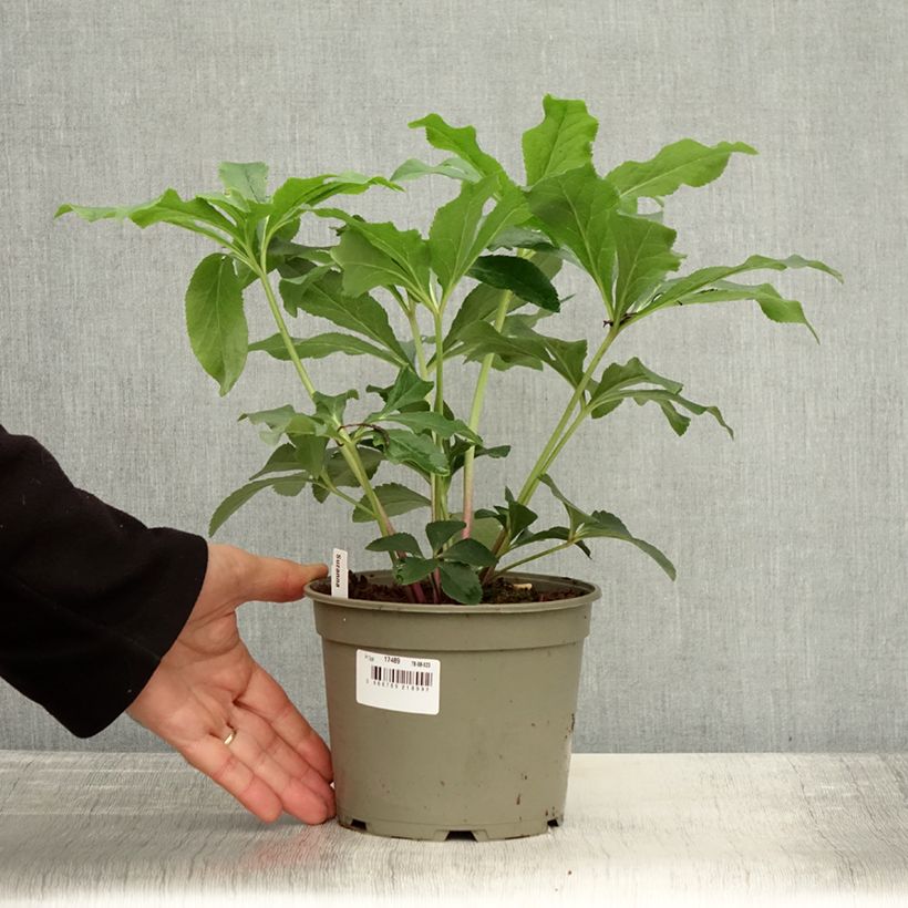 Example of Hellébore orientale ViV Suzanna Pot de 2L/3L as you get in automne