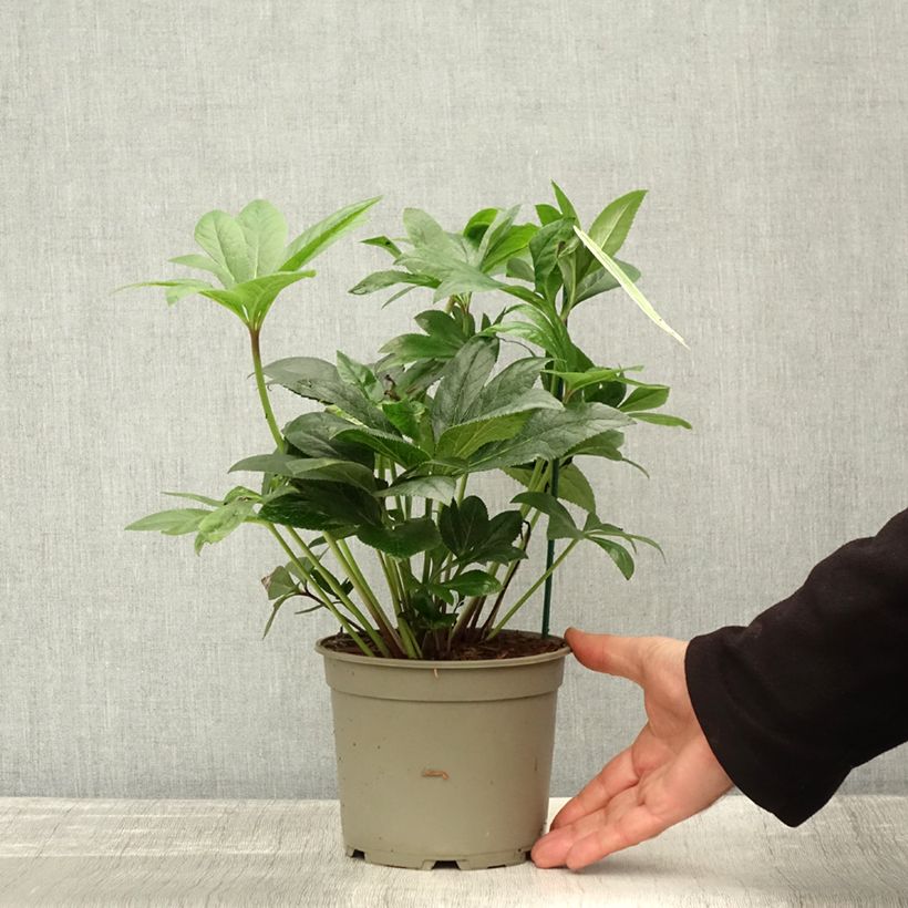 Example of Hellébore orientale ViV Teodora Pot de 2L/3L as you get in automne