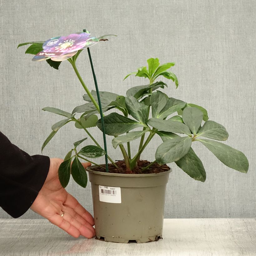 Example of Hellébore orientale ViV Valentina Pot de 2L/3L as you get in automne