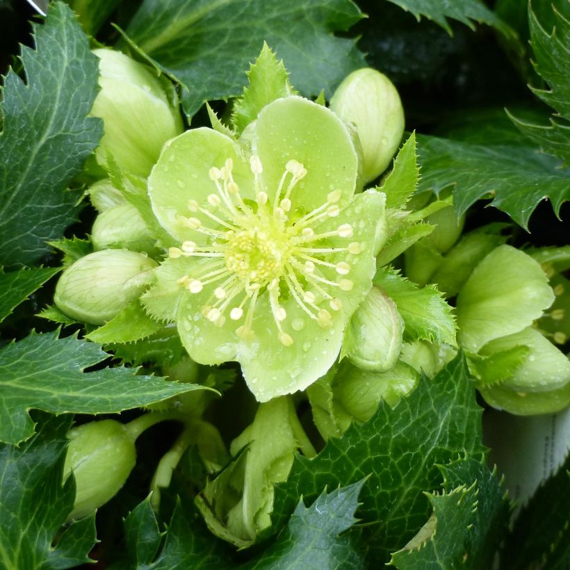 Hellébore sternii Boughton Beauty (Flowering)