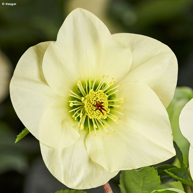Hellébore lemperii Linda (Flowering)
