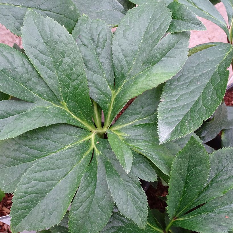 Hellébore orientale Magic Rouge (Foliage)