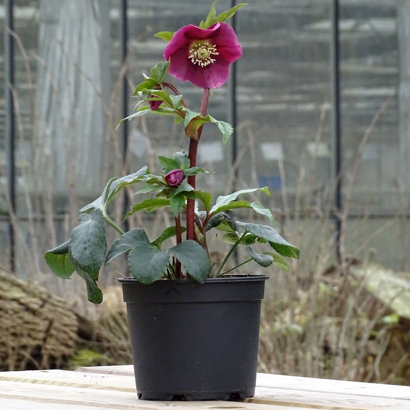 Hellébore orientale Magic Rouge (Plant habit)