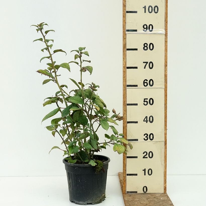 Example of Helwingia japonica femelle Pot de 7,5L/10L as you get in ete