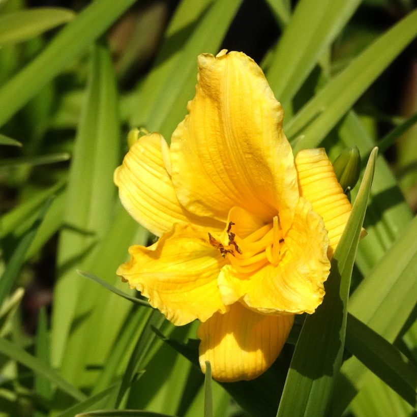 Hémérocalle Bakabana - Lis d'un jour jaune d'or (Flowering)
