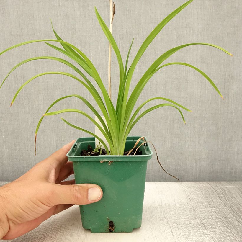 Example of Hémérocalle Burning Daylight - Lis d'un Jour Godet de 8/9 cm as you get in ete
